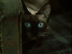 Кадр из фильма Моргиана по роману А. Грина Джесси и Моргиана